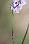 Pennsylvania smartweed